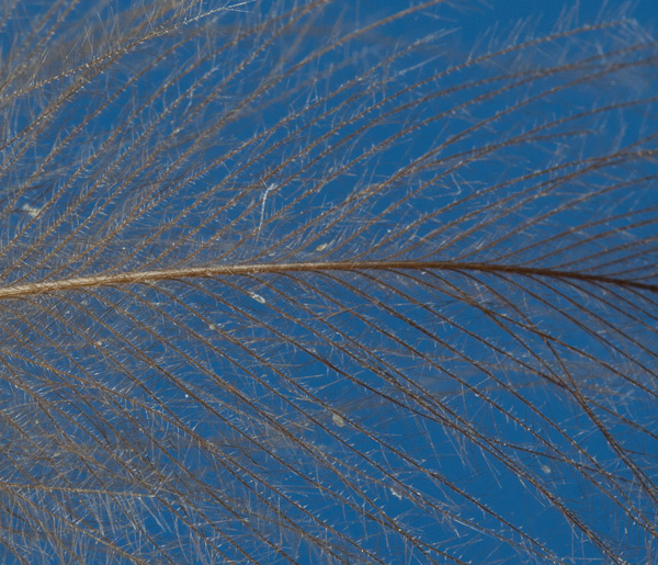 CDC-Feder-natur Nahaufnahme