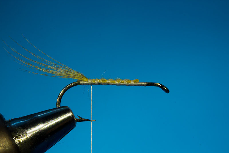 Doosfliege Unterk�rper