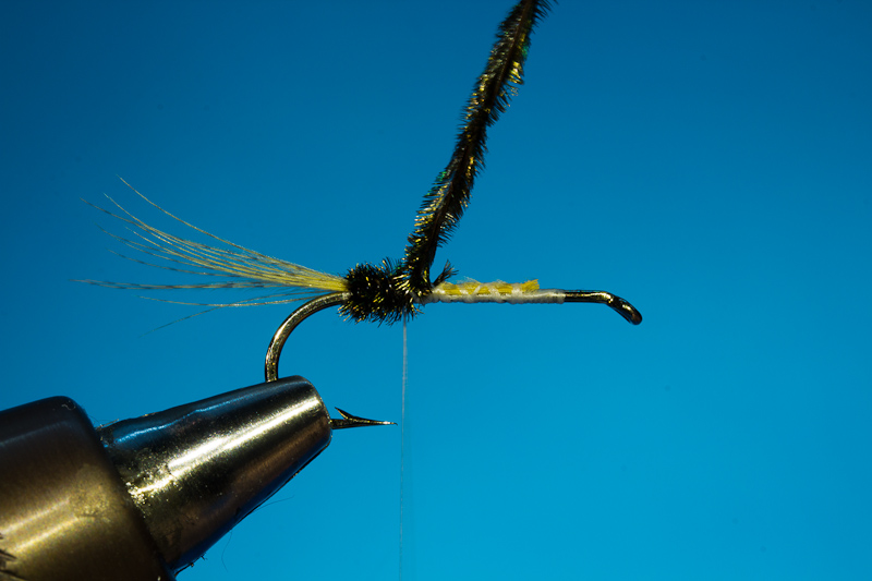 Doosfliege Hinterk�rper