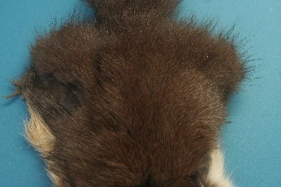 Eichh�rnchen Braun