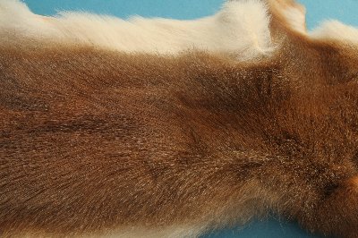 Eichh�rnchen Rot