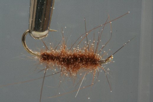 Muskrat_nass