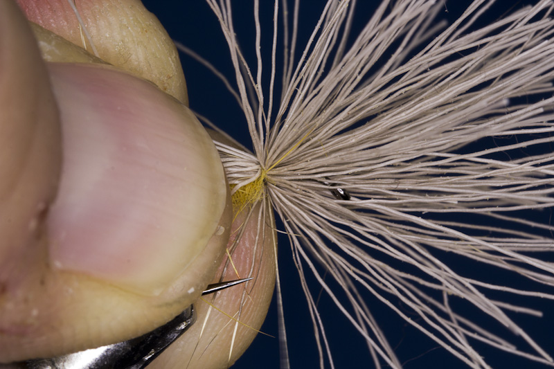Streaking Caddis- Fl�gel fixieren