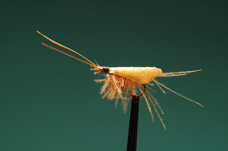 helle Caddis