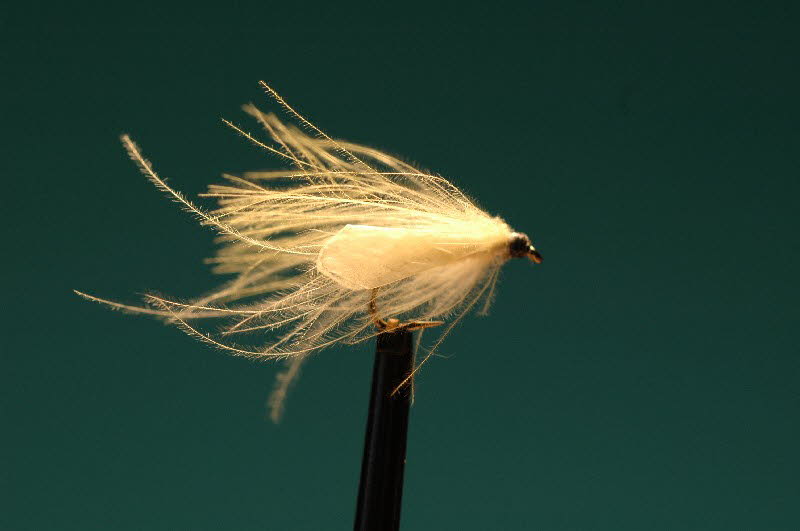CDC-Caddis