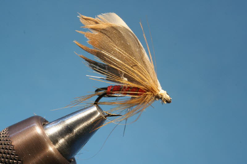 Oak Fly