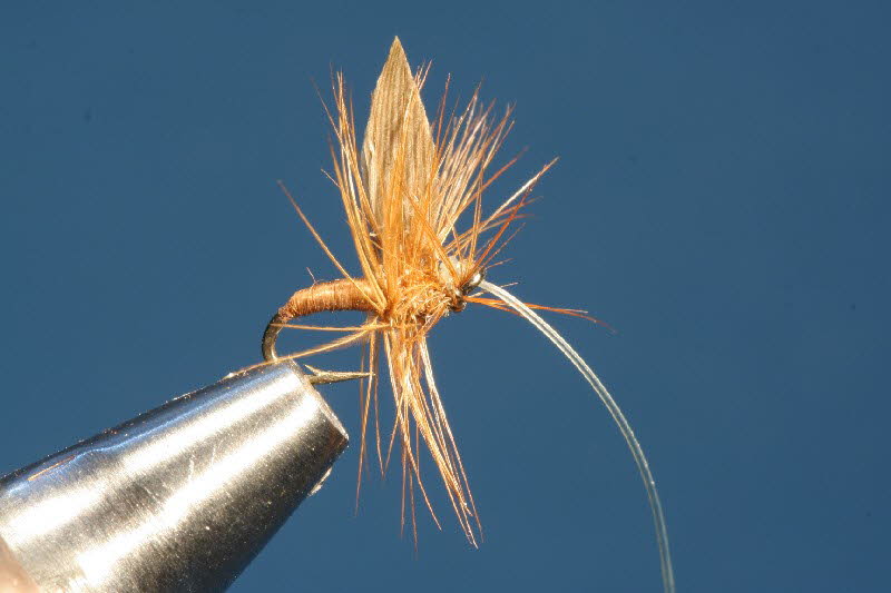 Zimmetfliege