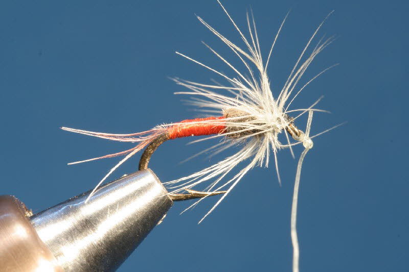 Rotspinner