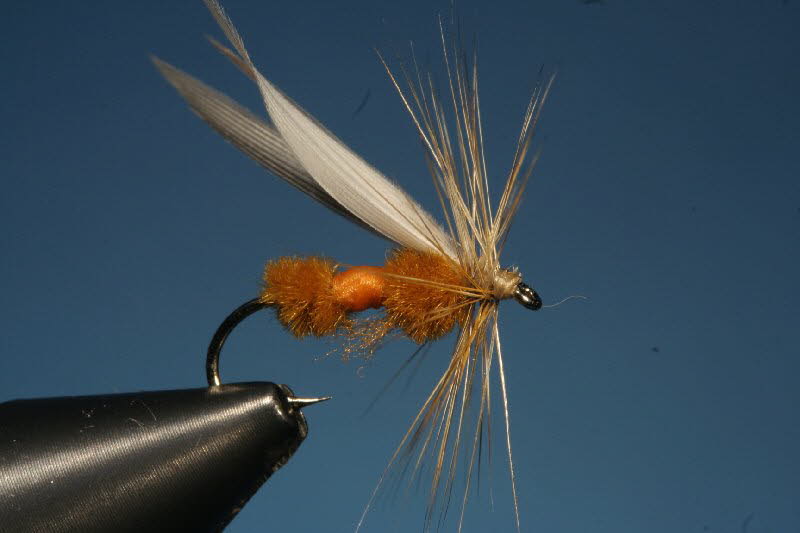 36. Red Ant 36. Red Ant