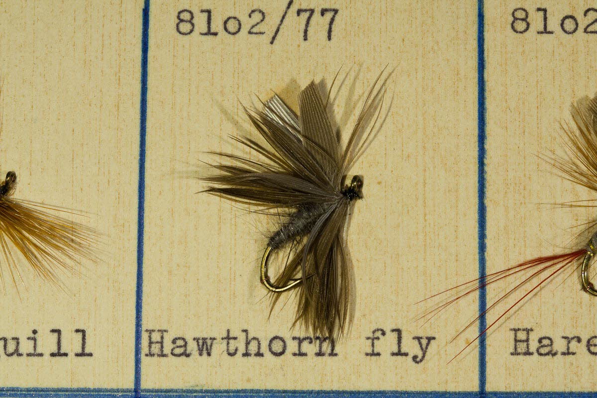 Hawthorn Fly