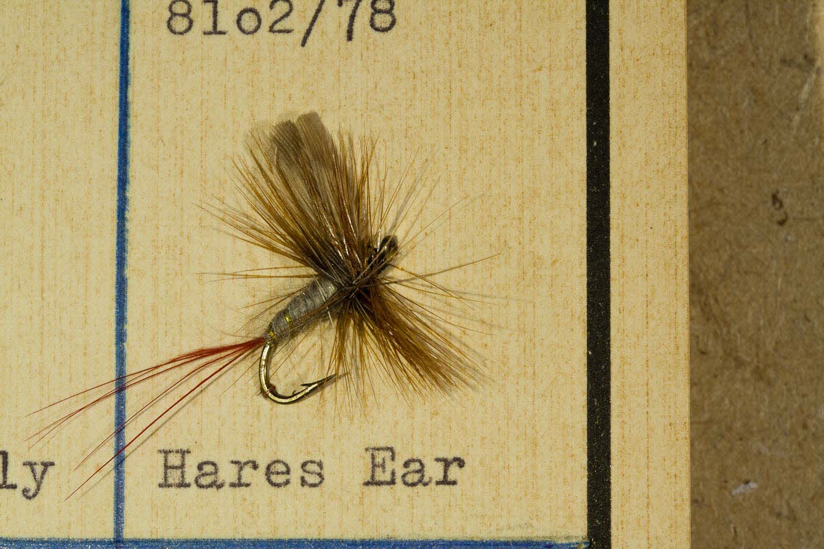 Hare's Ear