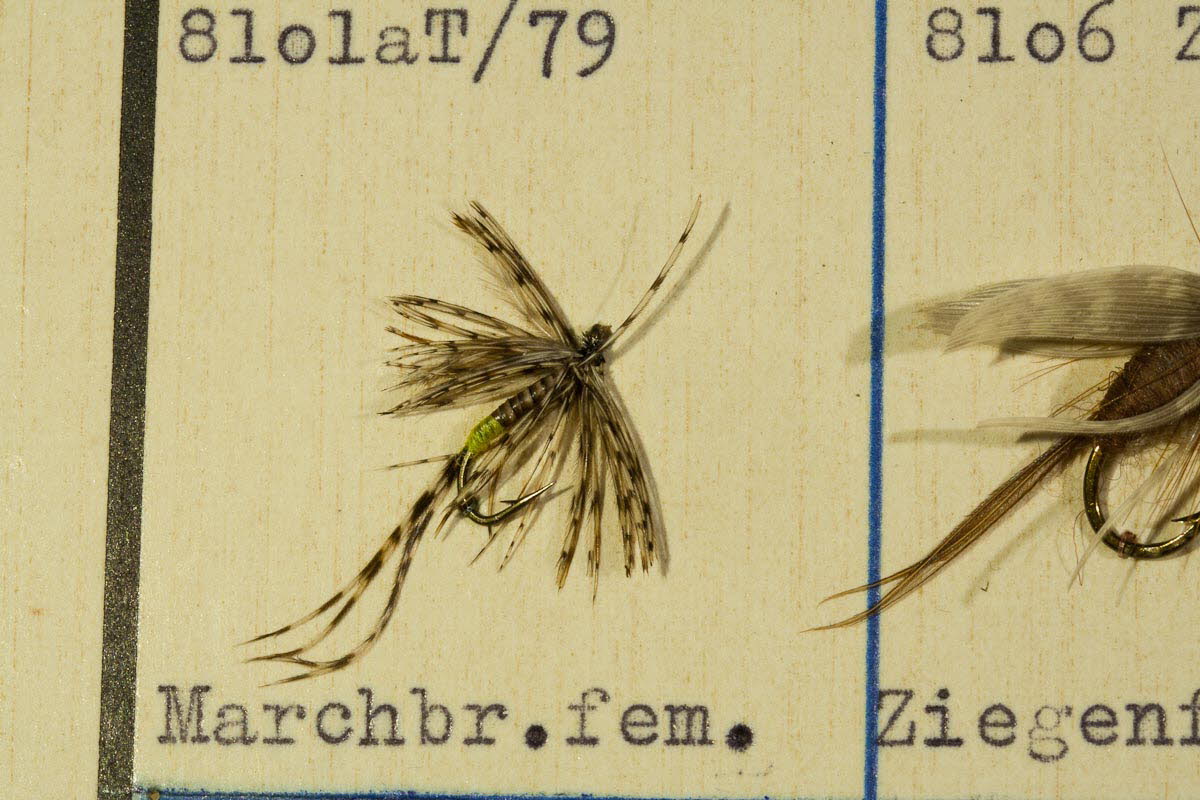 Marchbrown Female