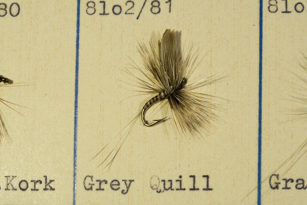 Grey Quill