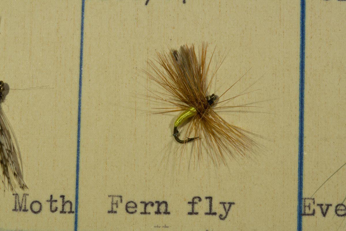 Fern Fly
