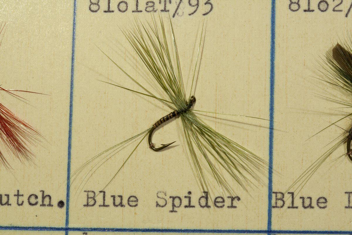 Blue Spider