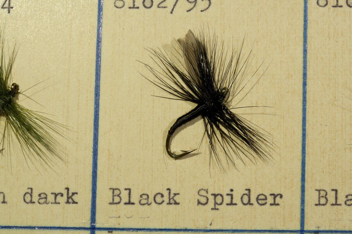 Black Spider
