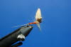 Rusty Spinner von oben