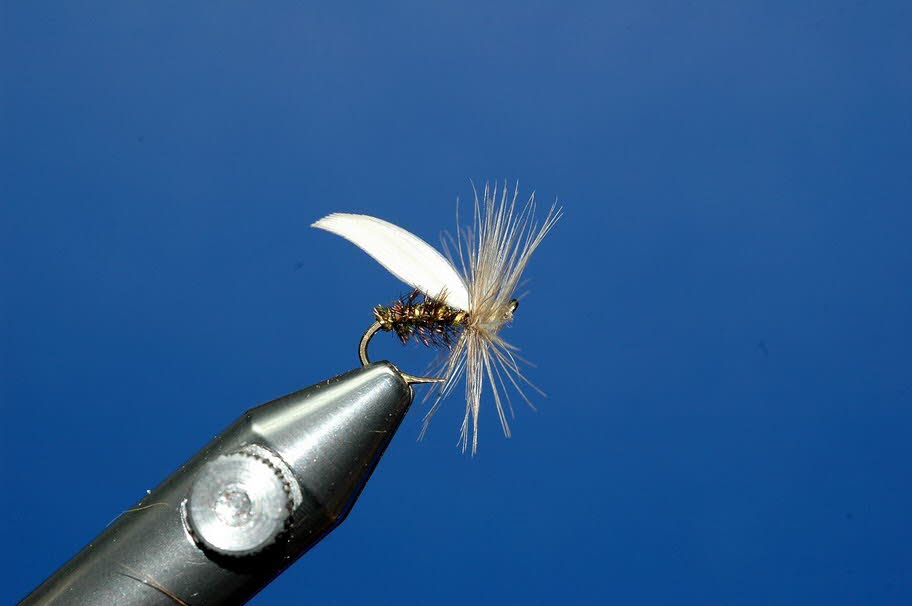 White Sedge