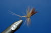 Coffin Fly
