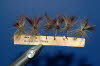 Coffin Flies