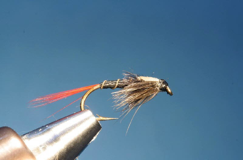 Black Nymph