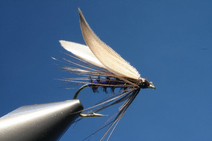 Schmei�fliege