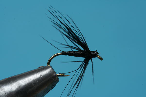 Schwarze Spinne