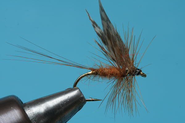 Hoflandfliege (1)