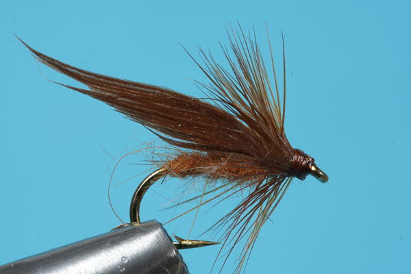 Zimmetfliege