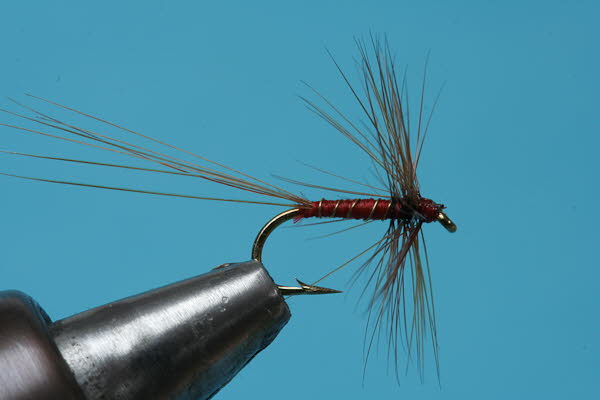 Rotspinner (Äschenfliege) Rotspinner (Äschenfliege)
