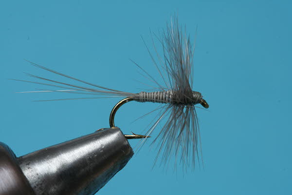 Blaue Pennelhechel (Blaue Aufrechte)