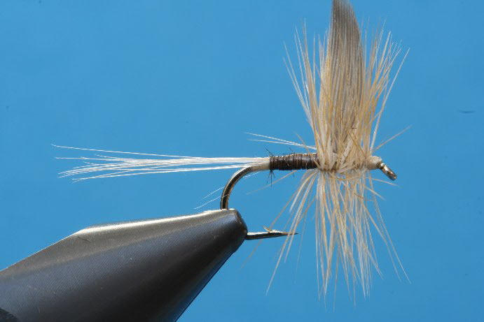 Ginger Quill