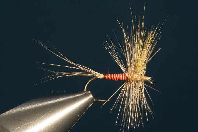 Red Quill - gef�rbt
