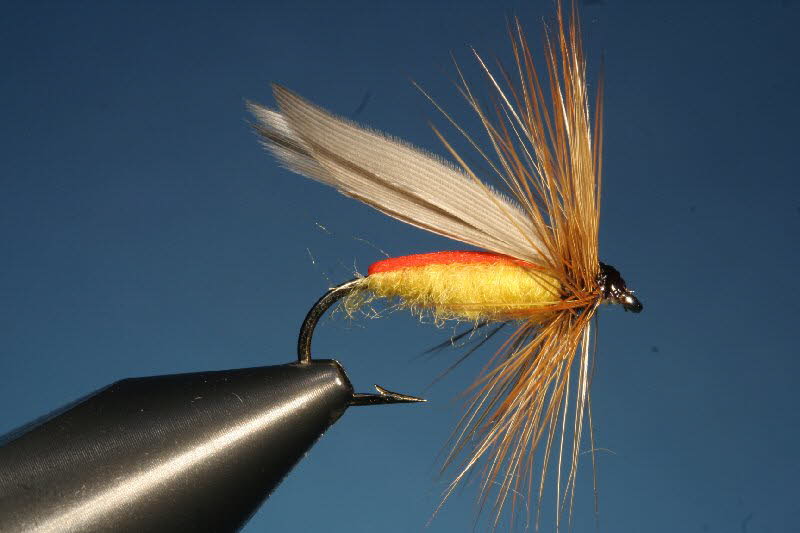 26. The Fern Fly or Soldier