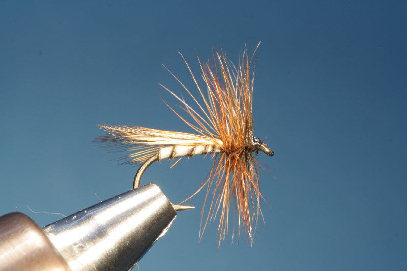 Franz�sische Sedge