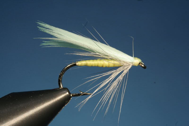 34. The Gold-Eyed Gauze Wing 34. The Gold-Eyed Gauze Wing