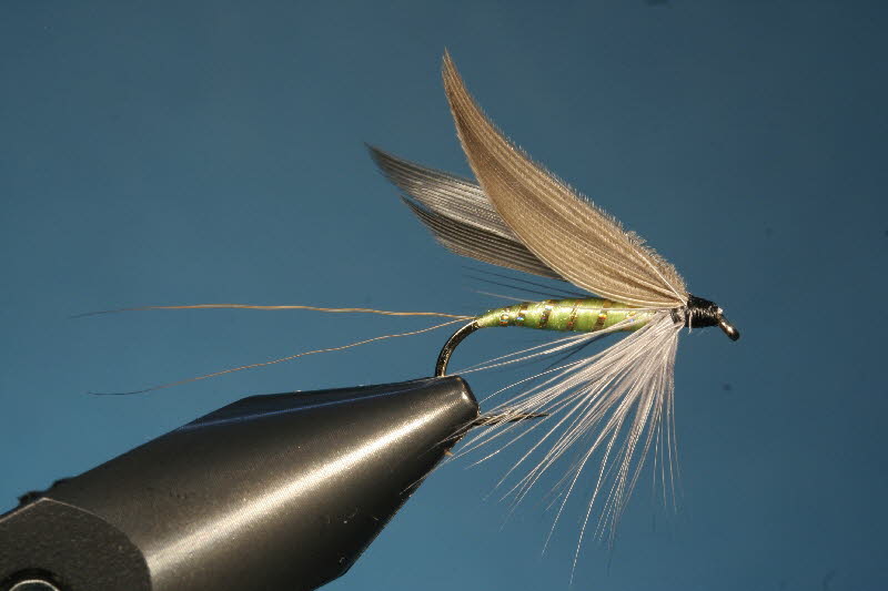 10. Golden Dun Midge - Die goldbraune Mücke 10. Golden Dun Midge - Die goldbraune Mücke