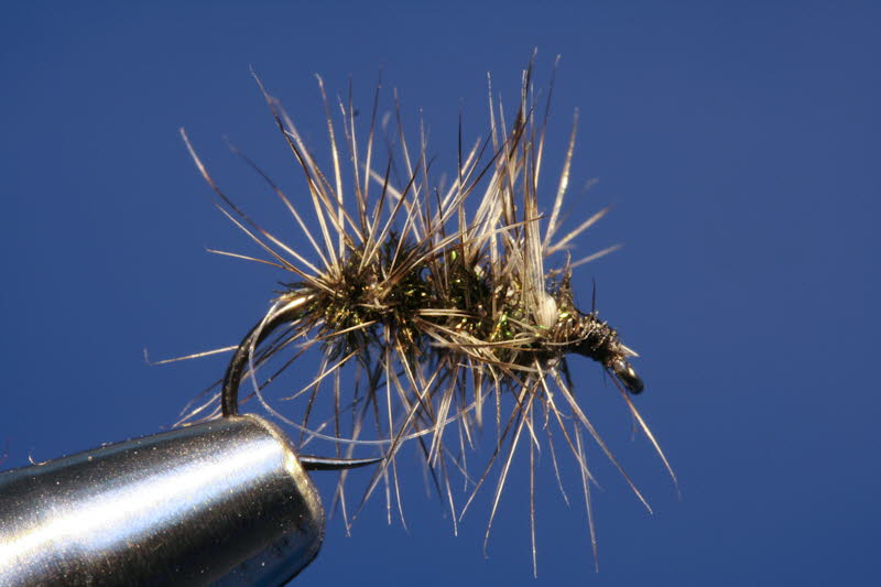 Griffith Gnat