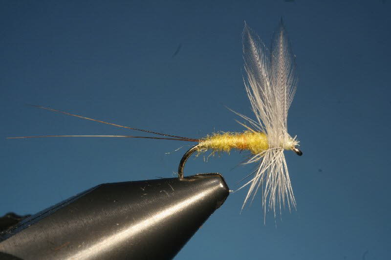 43. The Little Pale Blue Dun	