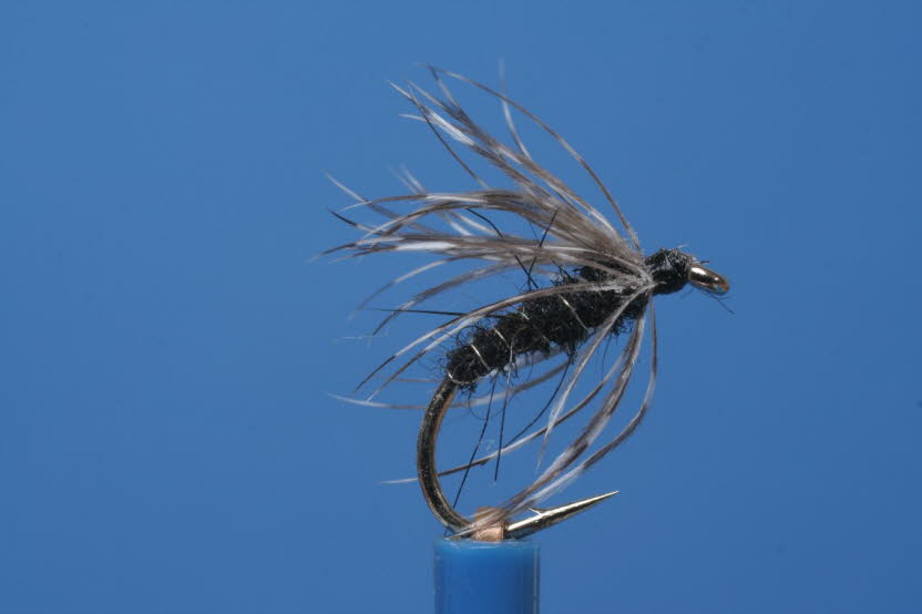 Black Grizzly Spider