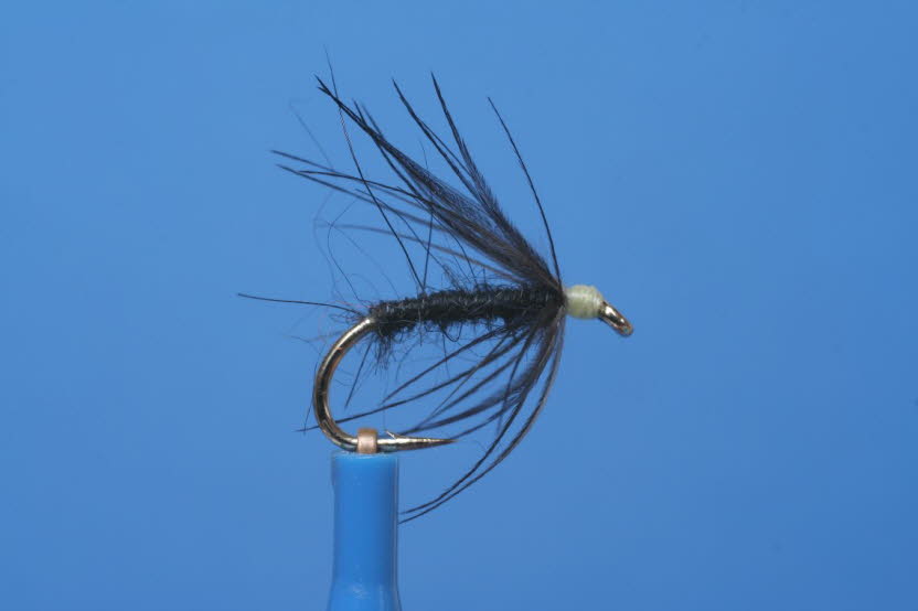Schwarze Waterhen Bloa