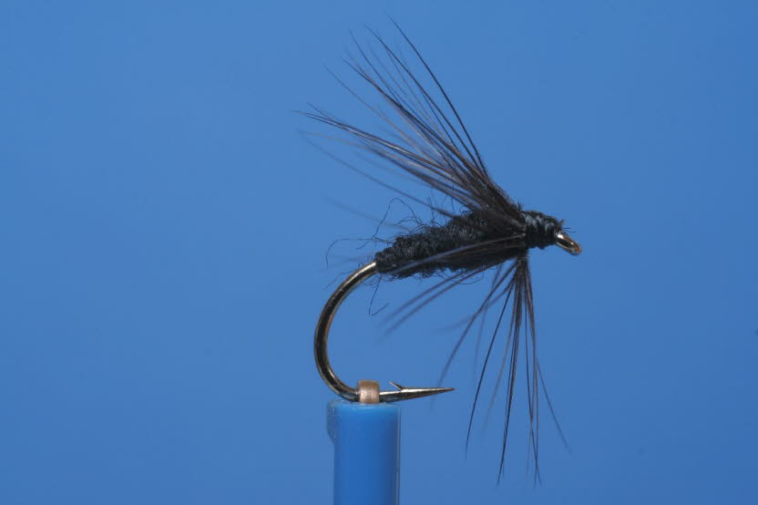 Black Spider