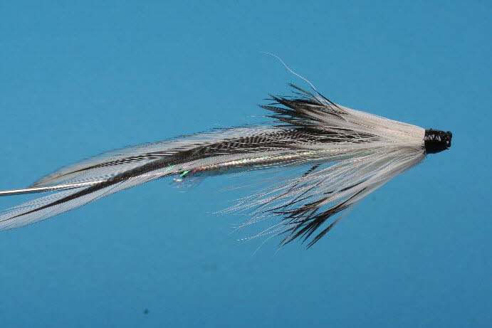 Silver Badger