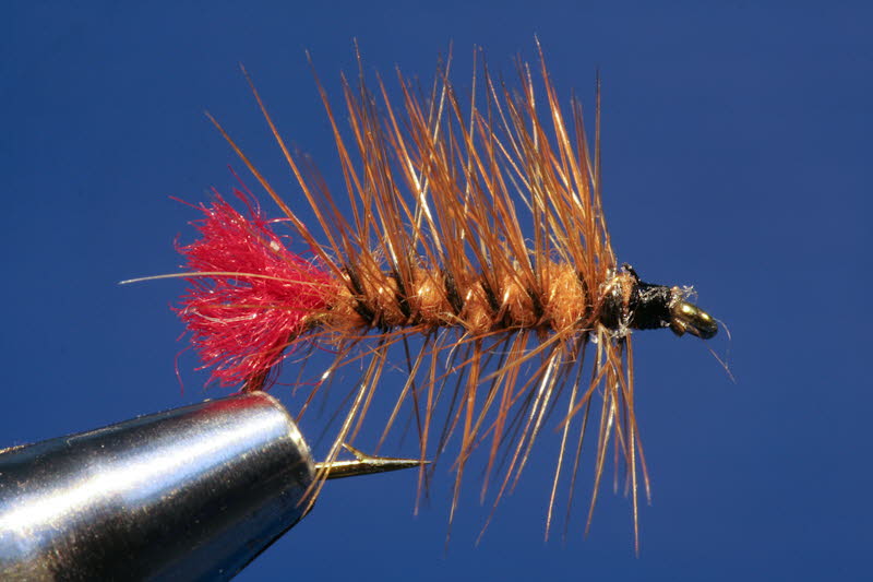 Roter Palmer