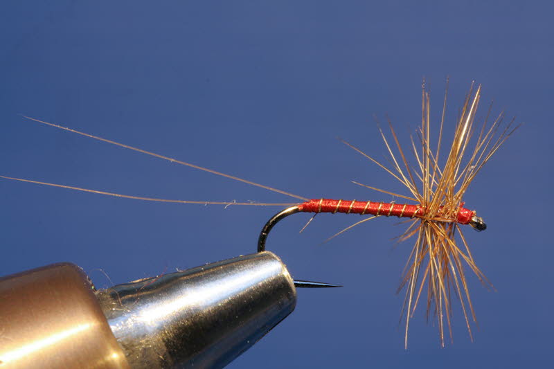 Red Spinner
