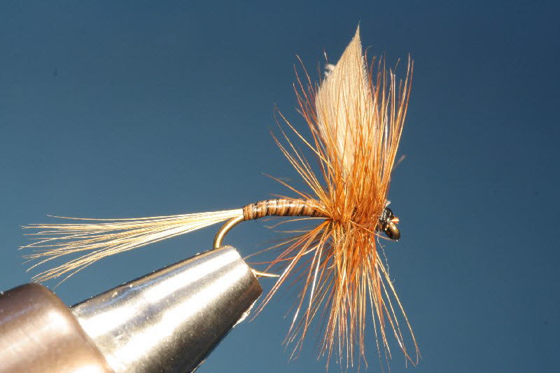 Red Quill