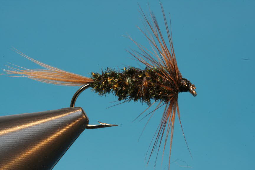 Braune Pfauennassfliege