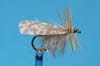 Sedge