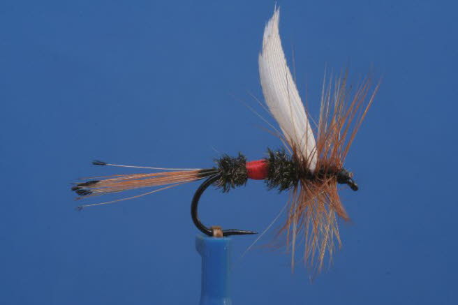 Royal Coachman