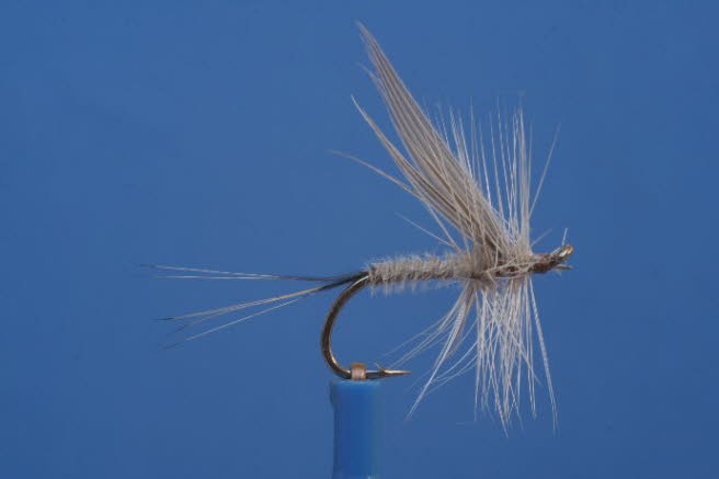 Blue Dun Variante
